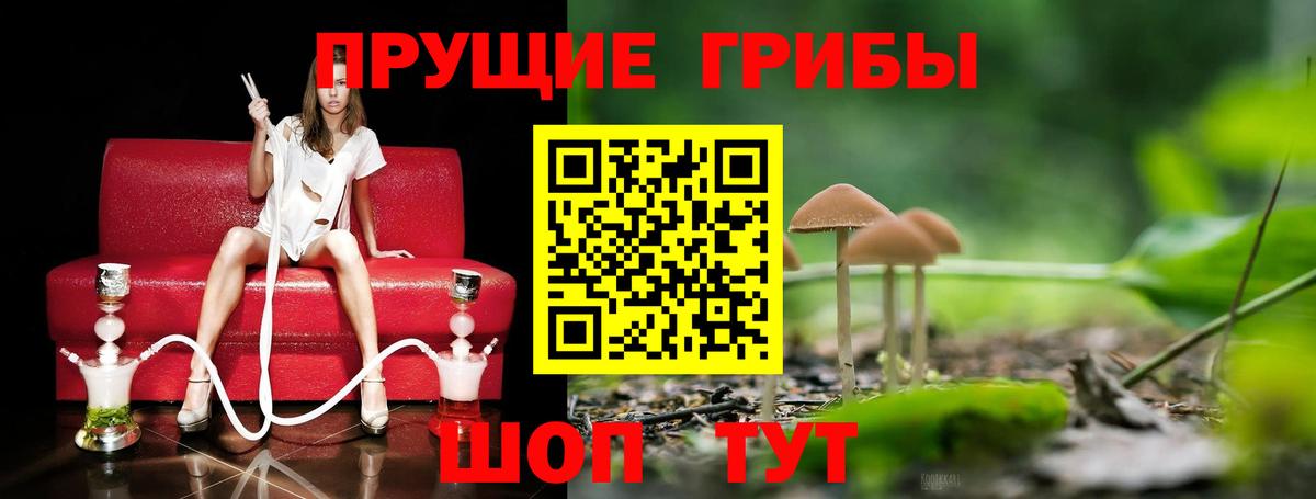 Псилоцибиновые грибы прущие грибы  Вход с VPN  Зима 